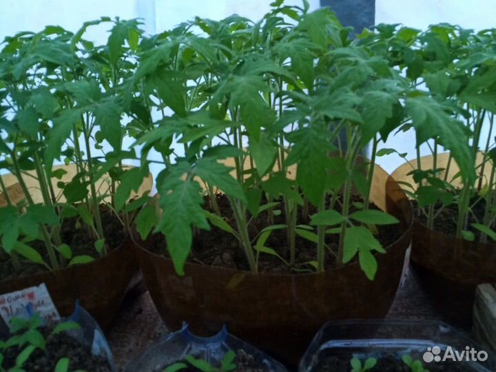 Рассада помидор