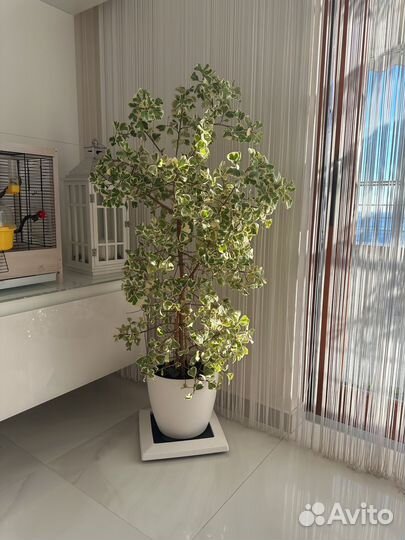 Фикус Триангулярис