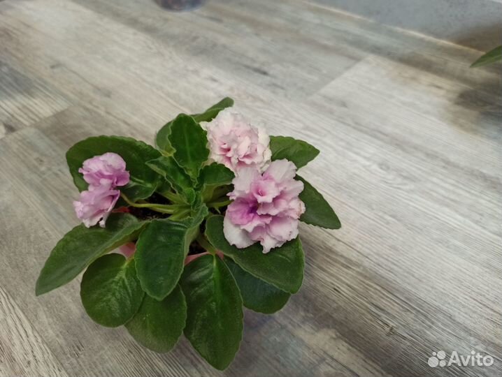 Фиалки цветущие в красивом горшке