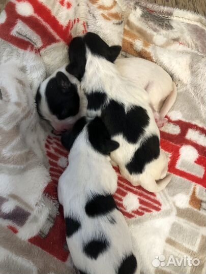 Щенки бивер