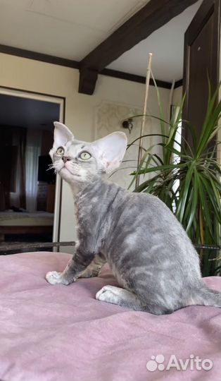 Девон-рекс мальчик