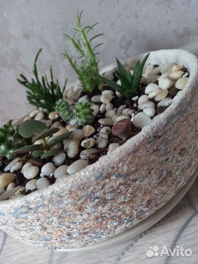Кактусы и суккуленты, мини сад (флорариум)