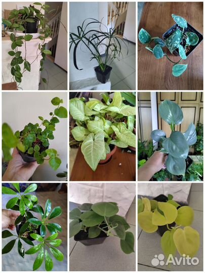 Комнатные цветы в ассортименте