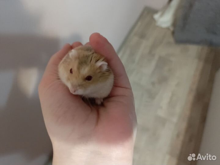 Джунгарский хомяк с клеткой