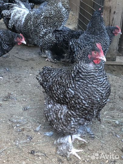 Куры мехеленская кукушка