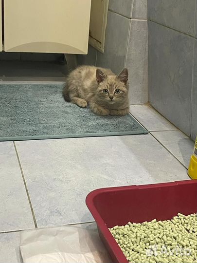 Котенок