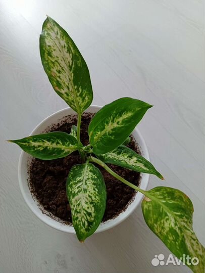 Эписция Диффенбахия