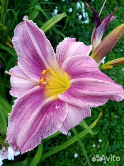 Цветы для дачи