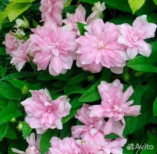 Калистегия (сибирская роза)