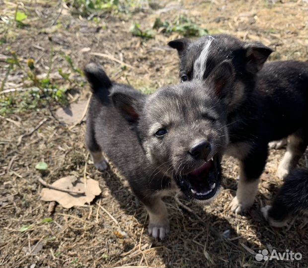 Щенки в добрые руки даром