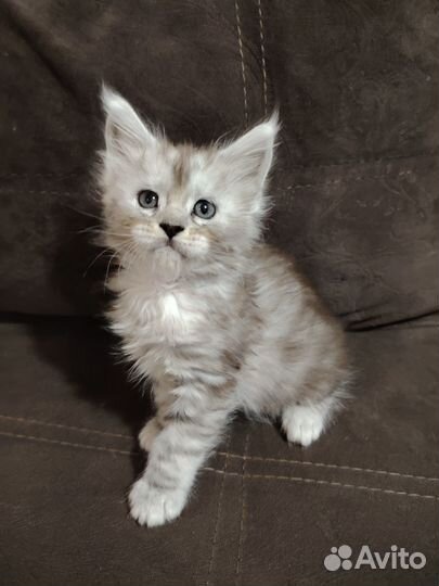 Котята мейн-кун