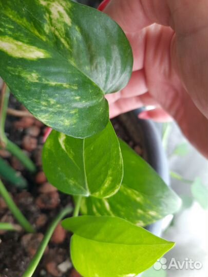 Сциндапсус золотистый