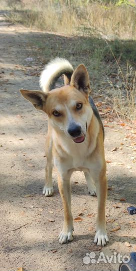 Пёс в добрые руки