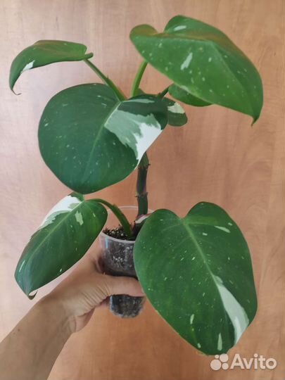 Филодендрон Белая принцесса, Мунлайт, Лемон Лайм