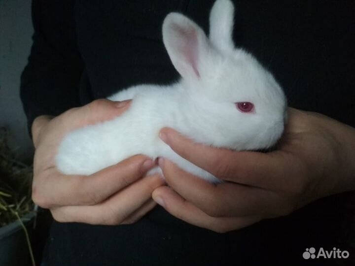 Кролики паннон, мясо кроликов