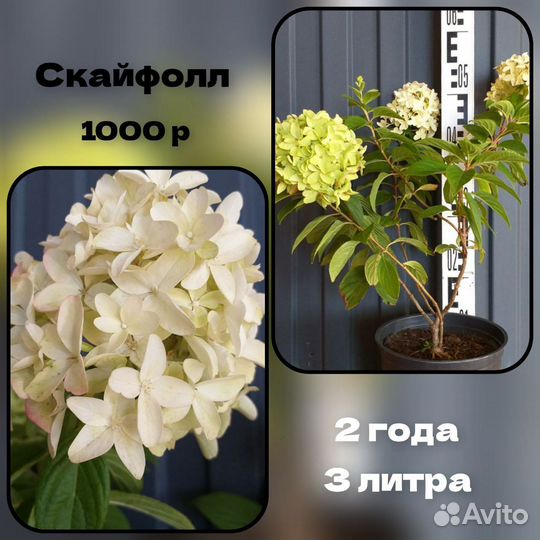 Гортензия метельчатая