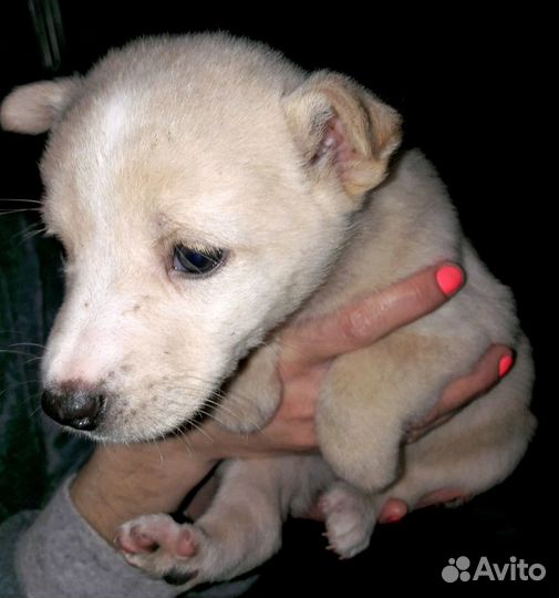 Нежная малышка в дар