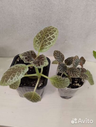 Цветы по 50 р