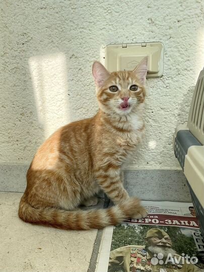 Рыжий котенок мальчик в добрые руки