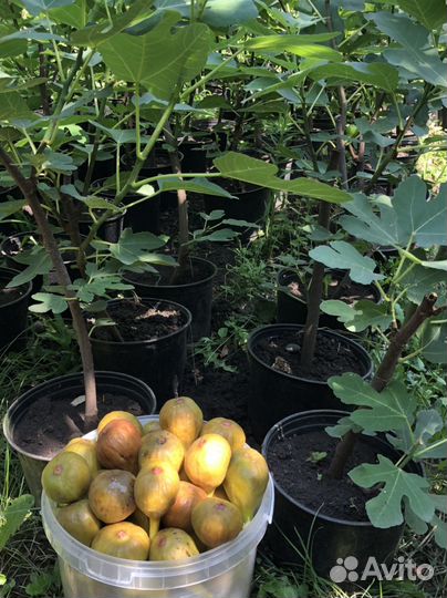 Инжир Комнатный