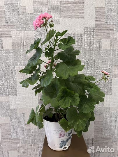 Пеларгония розебудная