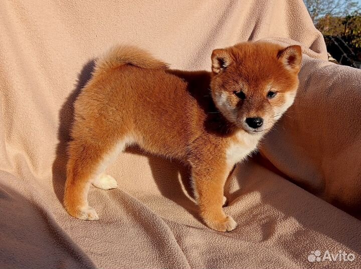 Щенки сиба ину