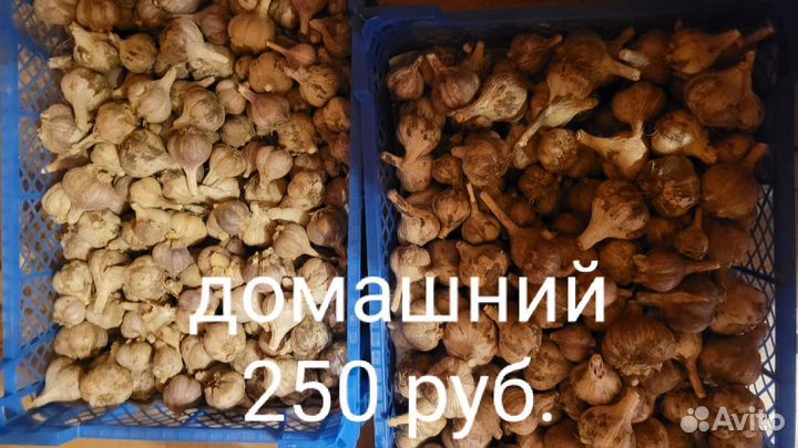 Чеснок домашний