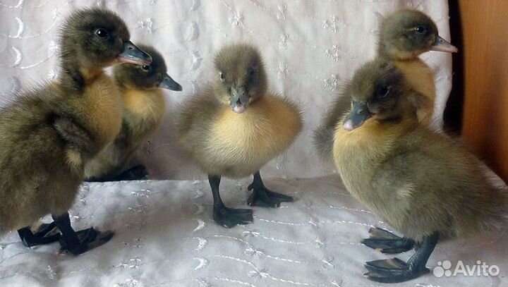 Суточные муларды, индюшата, утята. Еженедельно