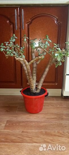 Толстянка или денежное дерево