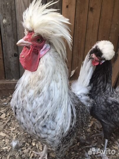 Падуан голландские белохохлые павловские