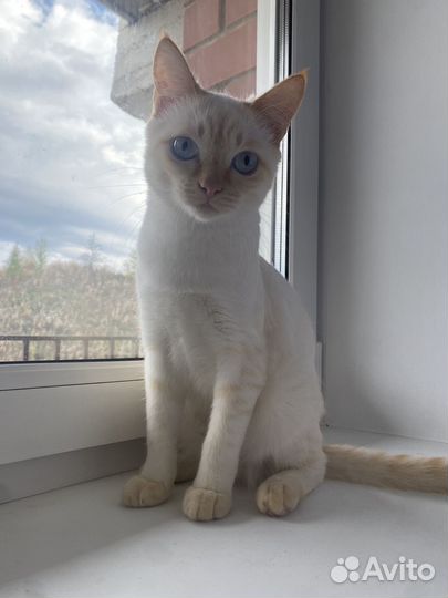 Кота в добрые руки