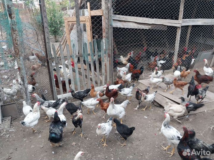 Куры домашние