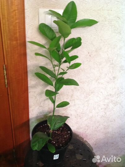 Лимоны наши сортовые корнесобственные плодоносят д