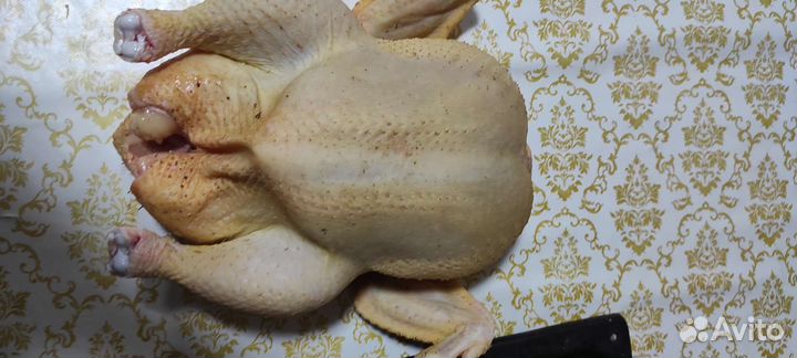 Домашние куры бройлеры