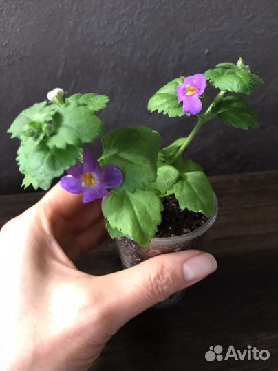 Вегетативная бакопа