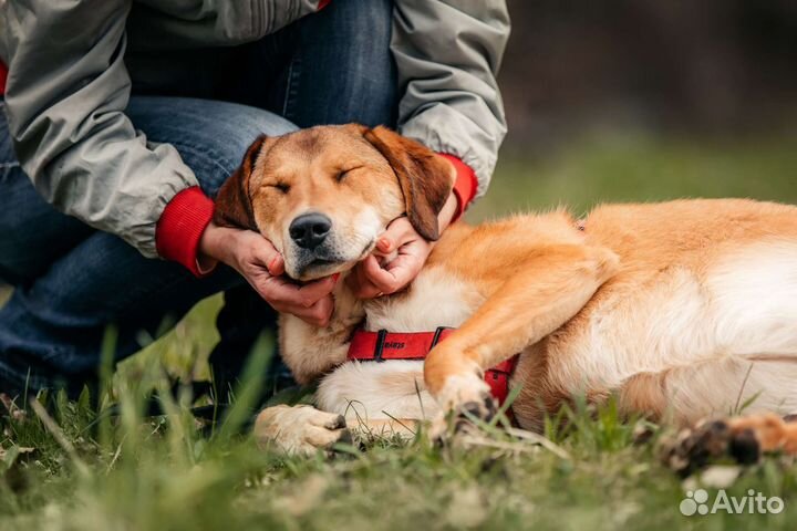 Собака в добрые руки