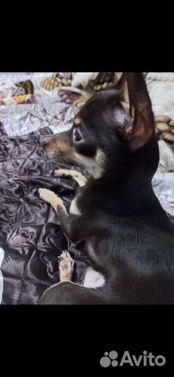 Случка собак