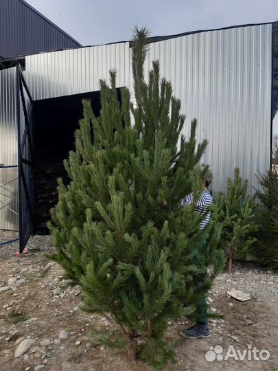 Елка новогодняя Ель Сосна опт