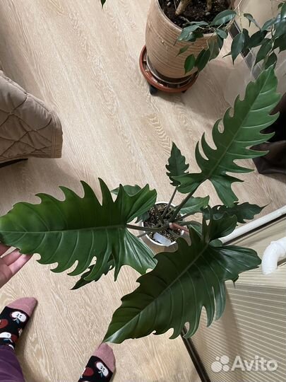 Филодендрон Плуто карамель