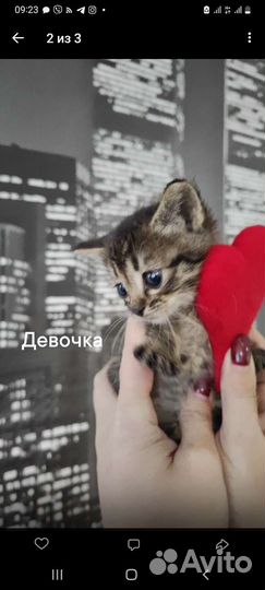 Кошка котёнок девочка