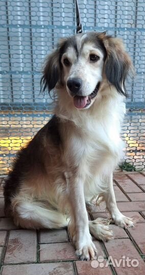 Добрая собака 2 года