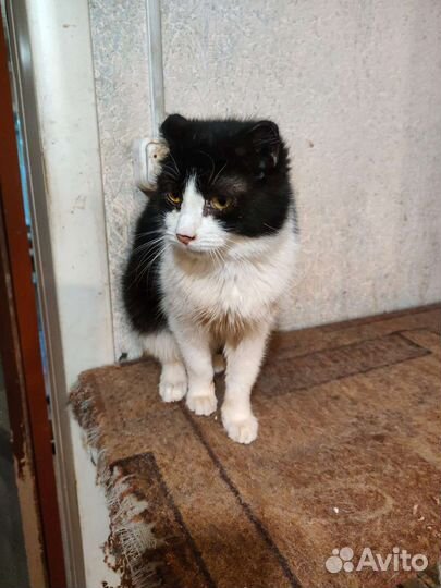 Приют Кошкин дом ждёт Вас