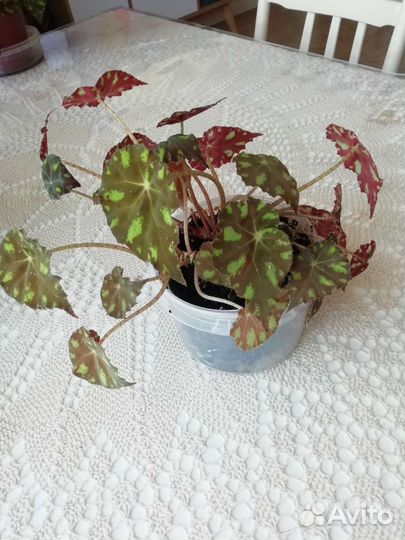 Букет Фикусов. Бегония Бауэра