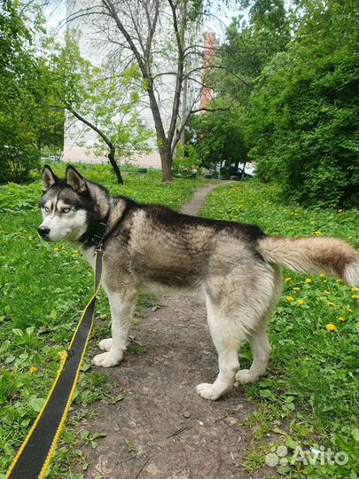 Собаки бесплатно