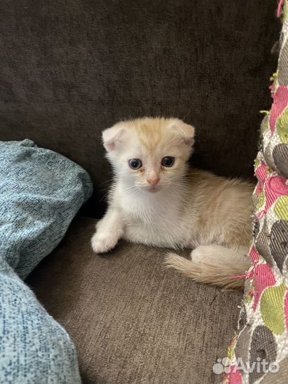 Британский вислоухий котенок