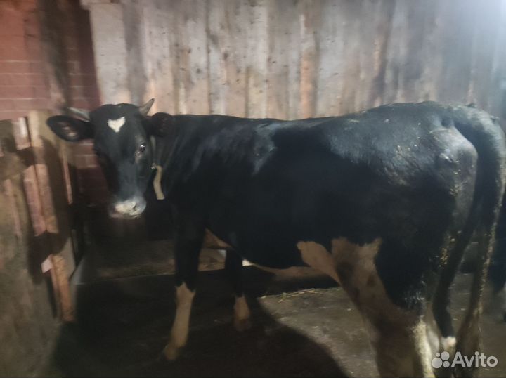 Бык и телка на мясо