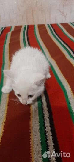 Котята дворянины