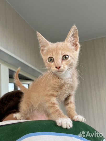 Нежно-рыжий персиковый котенок