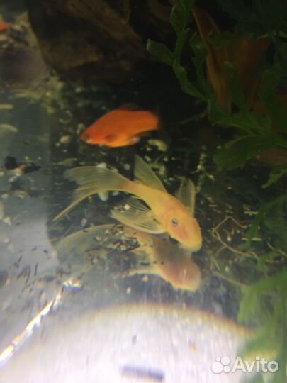 Анциструс вуалевый. Креветки