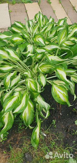 Хоста 3 вида